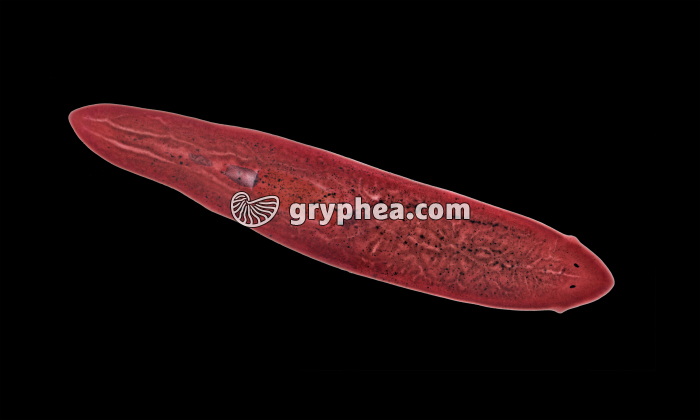 Planaire x2,5 - gryphea.org